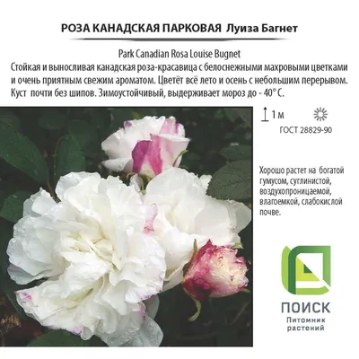 Саженцы розы луиза багнет купить в Москве по цене от 690 рублей