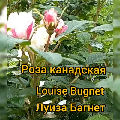 Роза канадская парковая Луиза Багнет 🌿 обзор: как сажать, саженцы розы  Луиза Багнет - YouTube