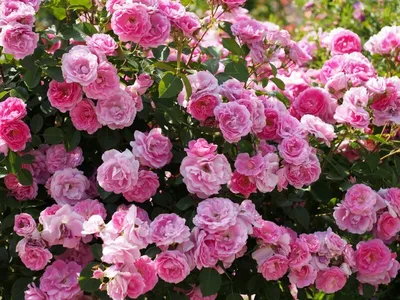 Знакомьтесь .Канадская парковая роза Луиза Багнет. - YouTube