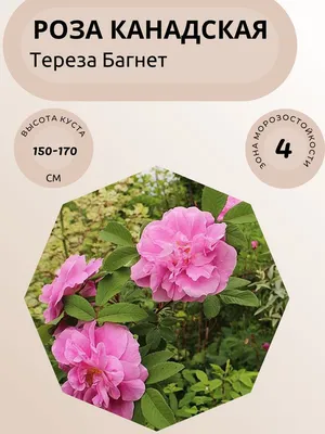 Саженцы зимостойких канадских роз купить в питомнике с доставкой:  оригинаторы Svejda, Marshall, Bugnet и др.