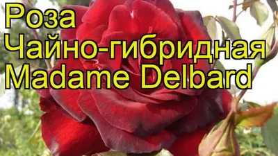 Роза Мадам Бовари - Розы Дельбар - Розы - Растения - Интернет-магазин  \"Сад-Огород\" - AgrotehCom.ru