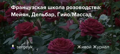 Купить Роза чаино- гибридная « Мадам Дельбар (Madame Delbard )». Саженцы в  Москве и области по низкой цене