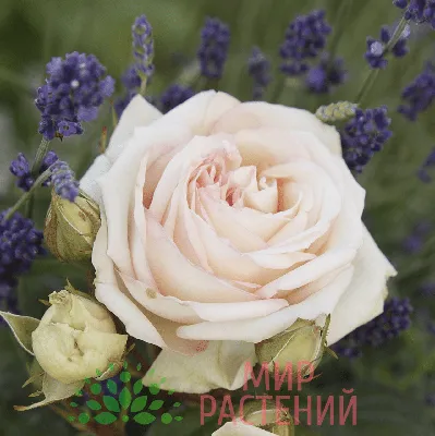 Роза чайно-гибридная Голден Леди купить по цене 320₽ за 1 шт. в Москве в  интернет-магазине «Посадика»