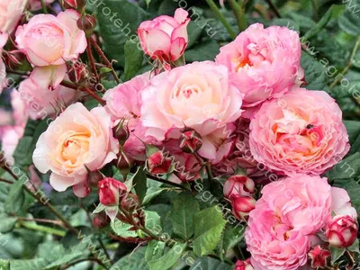 Роза Madame Anisette (Мадам Анисетт) – Elitgarden