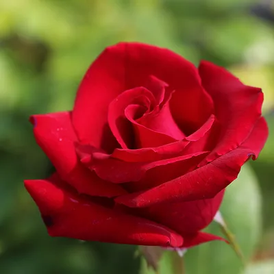 Madame Delbard® | Roses' Name