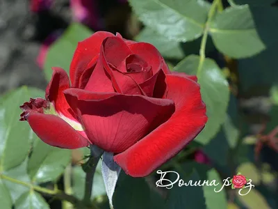 Купите Madame Delbard (Мадам Дельбар) 🌹 из питомника Долина роз с  доставкой!