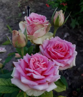 Саженец Роза Мадам Анизетт (Rosa Madame Anisette) купить в Москве по низкой  цене из питомника, доставка почтой по всей России | Интернет-магазин  Подворье