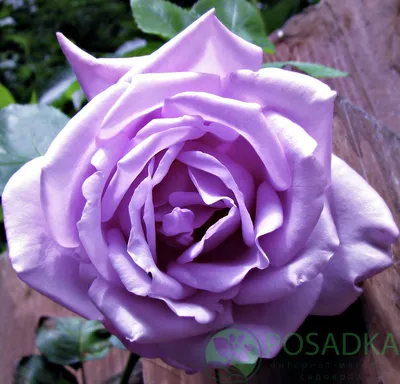 Роза чайно-гибридная Майзер, саженцы роз в Украине
