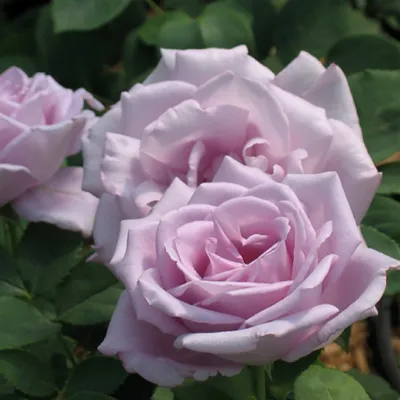 Саженцы, Семена | Беларусь on Instagram: \"🌹Роза Майнзер Фастнахт ⠀  🟣Сиреневая роза?! И она не крашенная? Да, можете не сомневаться! Бутоны  чайно-гибридной розы Майзер Фастнах действительно имеют нежно-сиреневый  окрас. ⠀ 😊И спасибо