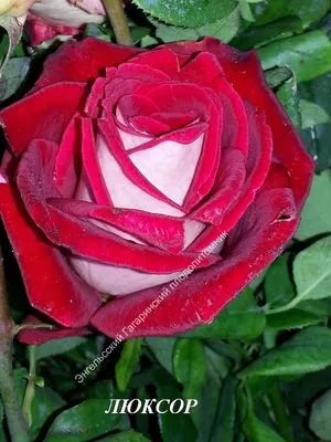 Чайно-гибридная роза Mamy Blue - «Моя любимая уже больше 30 лет» | отзывы