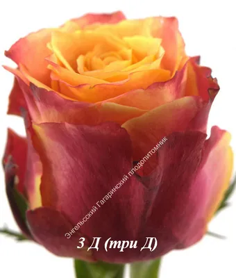 Роза Mainzer Fastnacht (Майнцер Фастнахт) – купить саженцы роз в питомнике  в Москве