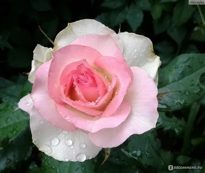 Купите Mainzer Fastnacht (Майзер, SiSi, Си-Си) 🌹 из питомника Долина роз с  доставкой!