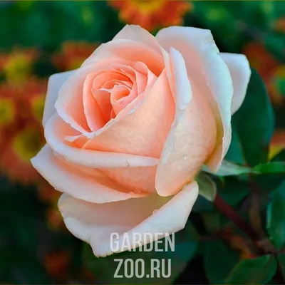 Роза 3Д | Sazhency64.ru - продажа саженцев