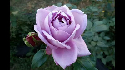 Тепличный комплекс 🌱🌺 Светлана on Instagram: \"Ожидаем... Оригинальная  чайно-гибридная роза Mainzer Fastnacht (Майзер, SiSi, Си-Си) лиловых тонов  с крупными ароматными цветками. ￼Цветки крупные, 8-12 см, махровые, до 40  лепестков, лилово-сиреневые ...