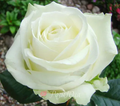 Роза сорта Аква - «Я не люблю розовые розы, эту мне прислали на замену и  она мне очень понравилась.» | отзывы