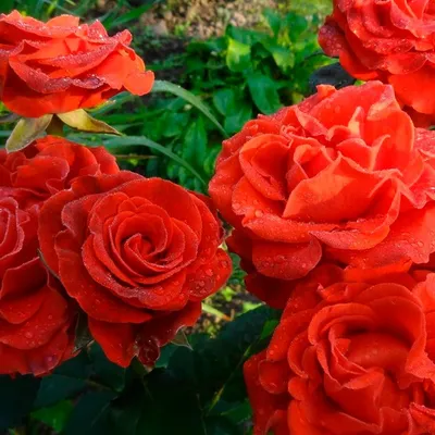 Купить саженцы розы чайно гибридной Императрица Фарах с доставкой в Москве  и Подмосковье