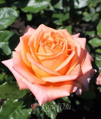 Роза чайно-гибридная Утопия - «Роза-красотка, которая стала популярна в  мире совершенно случайно. Как добиться максимальной красоты розы Утопии» |  отзывы