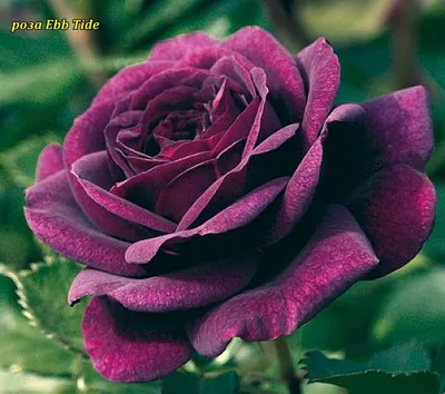 Саженцы роз купить в Пензе | Зеленый дом