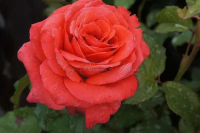 Роза Manitou (Маниту) – купить саженцы роз в питомнике в Москве