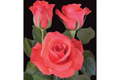 MANITOU - Eden Roses Ecuador #Flowers #Roses #Ecuador #PrimeroEcuador  #Ecuador #Rose #MitadDelMundo #ThePlea… | Beautiful rose flowers, Beautiful  roses, Rose flower