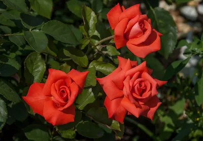 Premium Orange Manitou Roses | Premium Wholesale Flowers – Bloomingmore
