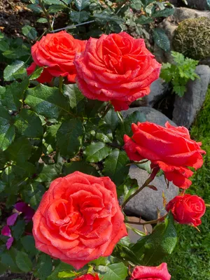 Hybrid Tea Rose Manitou with Large Flowers, Strong Long Stems, Dark Green,  Semi-glossy Foliage Stock Photo - Image of flora, garden: 235969618