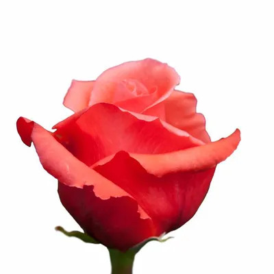 Маниту роза - описание и основные характеристики, плюсы и минусы | РозоЦвет