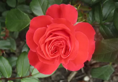 Маниту (Manitou) питомник вип сад купить саженцы роз розапитомник
