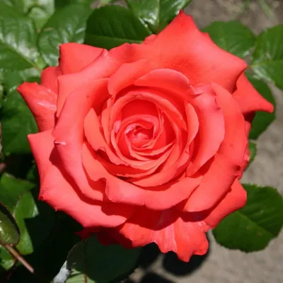 Grade Tajmahal Red Fresh Cut Roses at Rs 120/piece | Red Rose in  Keeramangalam | ID: 2852445240788