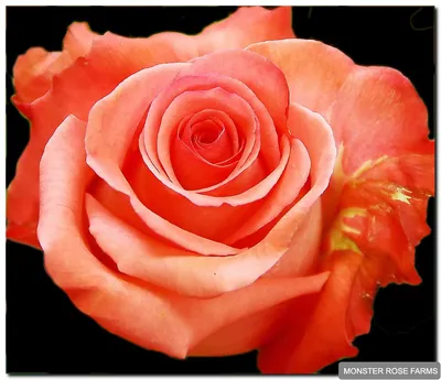 Роза Маниту (Manitu) - Питомник роз