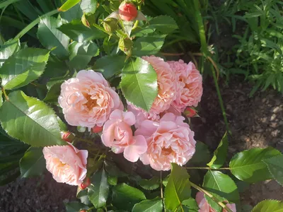 Роза флорибунда Мария Кюри: купить в Москве саженцы Rosa Marie Curie в  питомнике «Медра»
