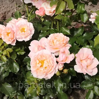 Роза Мари Кюри. (вв). Шраб.: продажа, цена в Черниговской области. Рассада  и саженцы цветов от \"ПАРОСТОК - Интернет магазин саженцев\" - 1554060411
