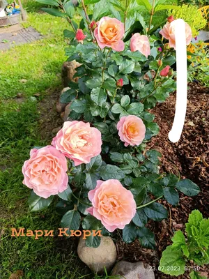 Роза флорибунда Мари Кюри из каталога Саженцы роз (ВЕСНА) – купить с  доставкой по Москве и России в Onlinesemena