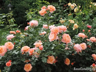 Мари Кюри — RoseCatalog.ru