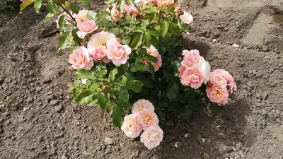 Надя и Мария Кюри — RoseCatalog.ru