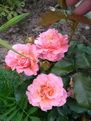 Мари Кюри — RoseCatalog.ru