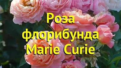 Роза штамб Мария Кюри(флорибунда, шраб) по цене 80 руб. - купить саженец с  доставкой по Беларуси