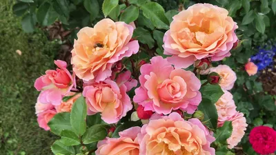 Штамб Мария Кюри — RoseCatalog.ru