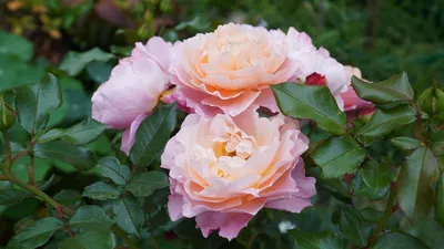 Мари Кюри — RoseCatalog.ru