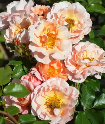 Rose Marie Curie | Rose, Flower garden, Rose marie