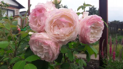 EDROSES-розплідник троянд - Саженцы розы 🌹 Марина Марини ( Marina Marini),  Barni , Италия, 1992. Чайно-гибридная. ⚠️ ЗАКАЗ ✏ через наш сайт :  https://edroses.com.ua/ Роза посвящена жене известного скульптора Марино  Марини. Благородные