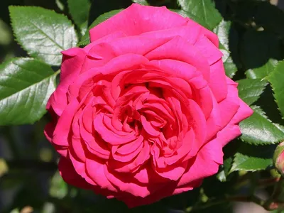 File:Rosa Maritim 2019-06-05 7940.jpg - Wikimedia Commons