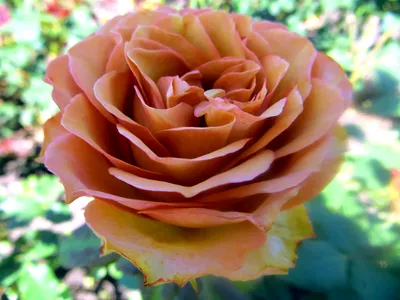 Роза чайно-гибридная Марракеш (Marrakech) - купить саженцы роз с доставкой  по Украине в магазине Добродар