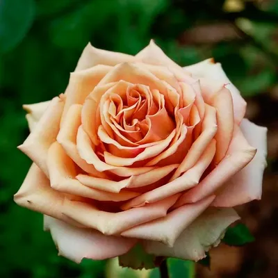 Купить Роза Марракеш коричневая недорого по цене 270руб.|Garden-zoo.ru