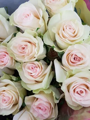 Купить Роза Marzipan 60см оптом | Paeonia