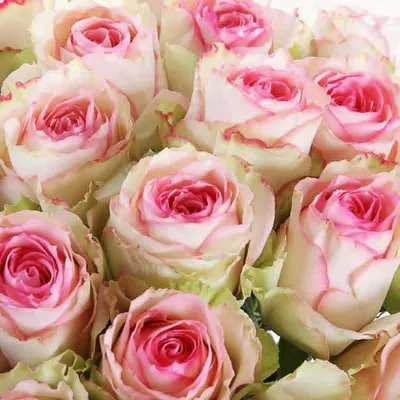 Купить Роза Marzipan 60см оптом | Paeonia