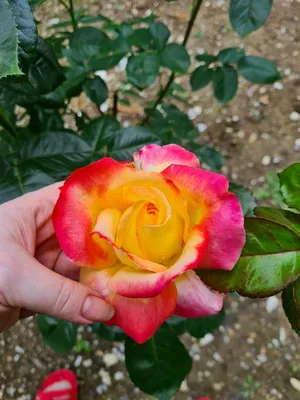 Роза Маскарад | Flowers, Plants, Rose