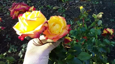 Роза Маскарад | Розы, Маскарады