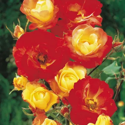 Роза флорибунда Маскарад - купить по низкой цене с доставкой