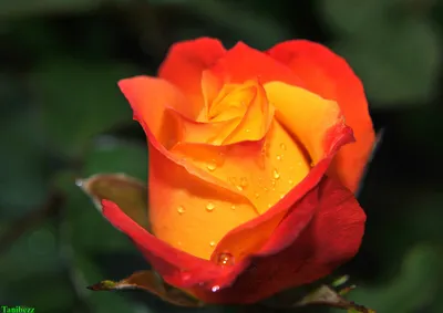 Роза Бейби маскарад (миниатюр, розов)